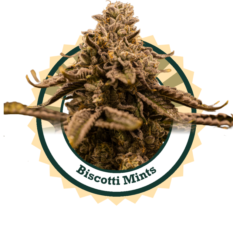 BiscottiMints-1