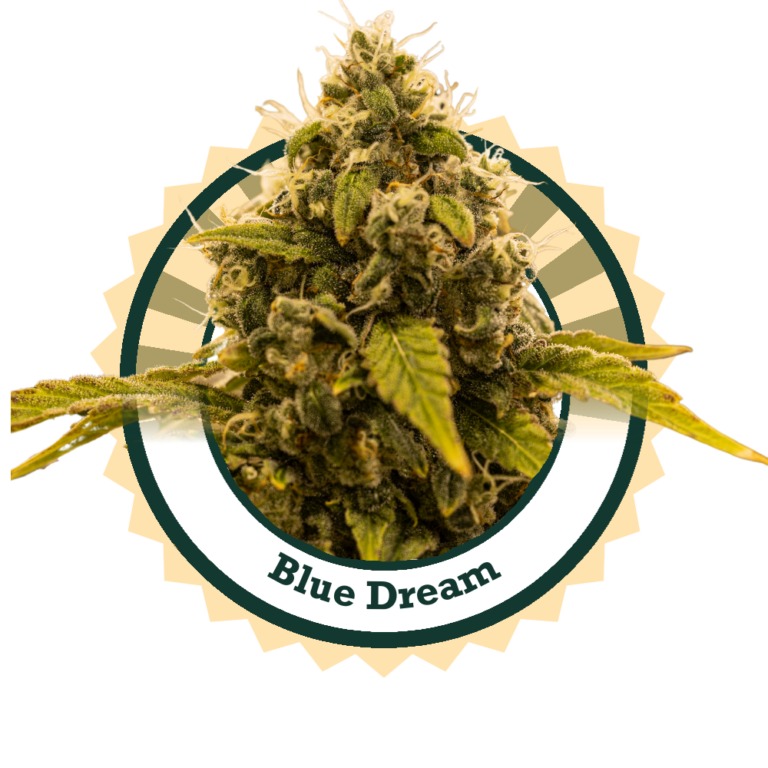 BlueDreamUpdated