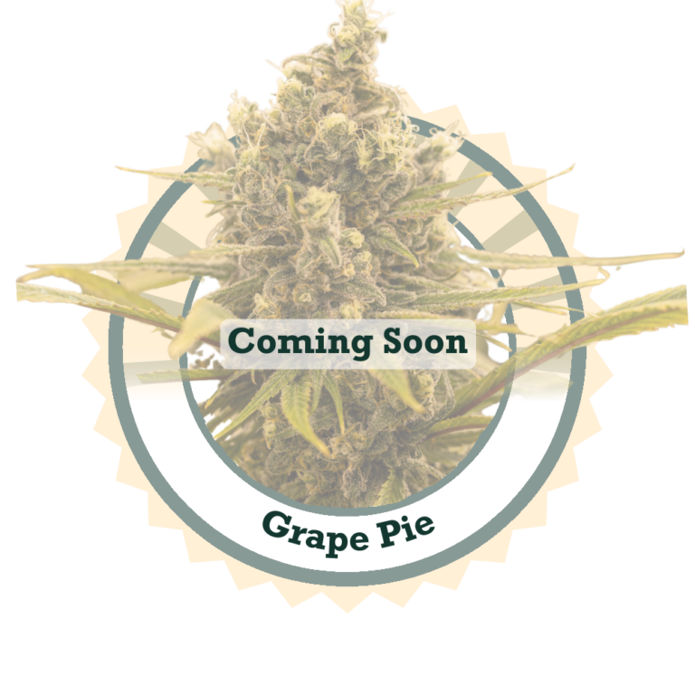 GrapePie1024