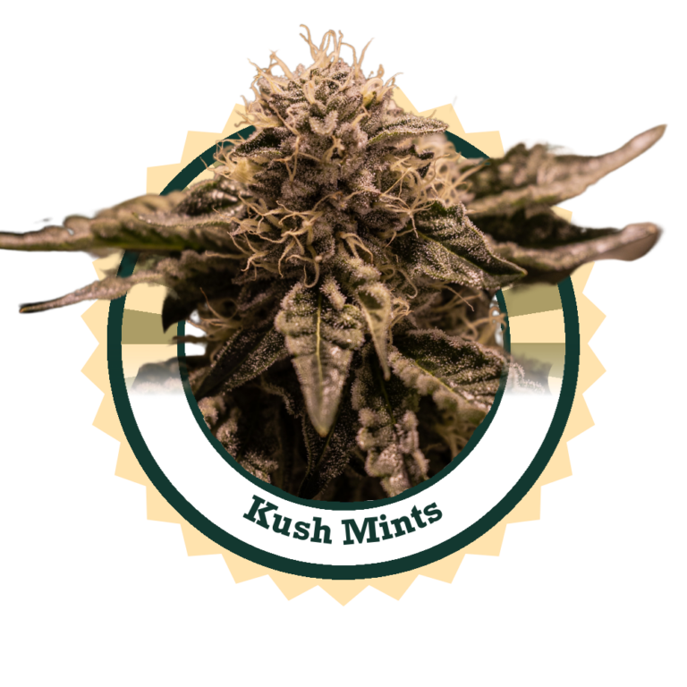 KushMints0924Logo