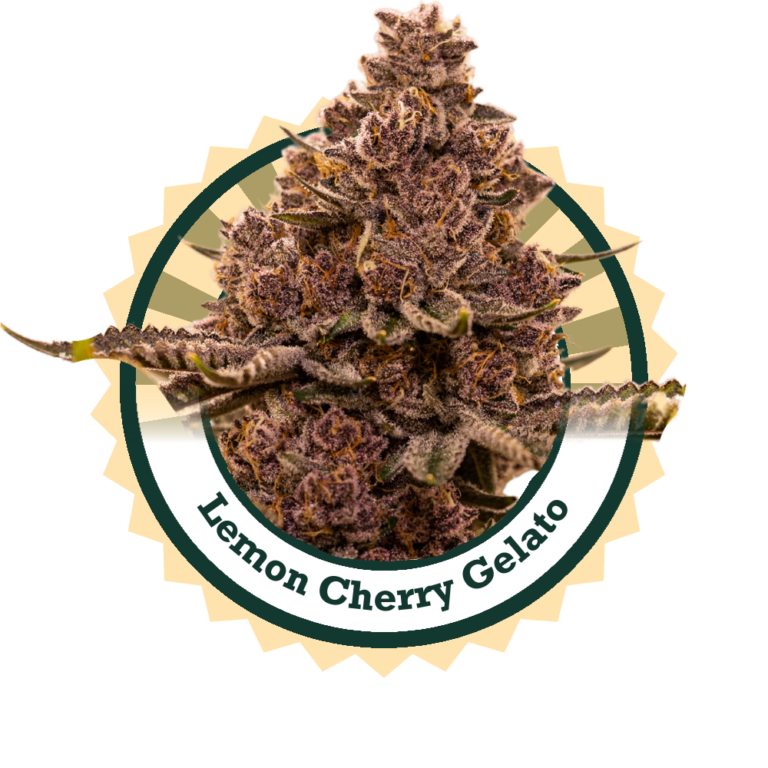 LemonCherryGelato0924Logo